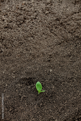 Obraz na płótnie Green sprout in the soil. Medium shot. w salonie