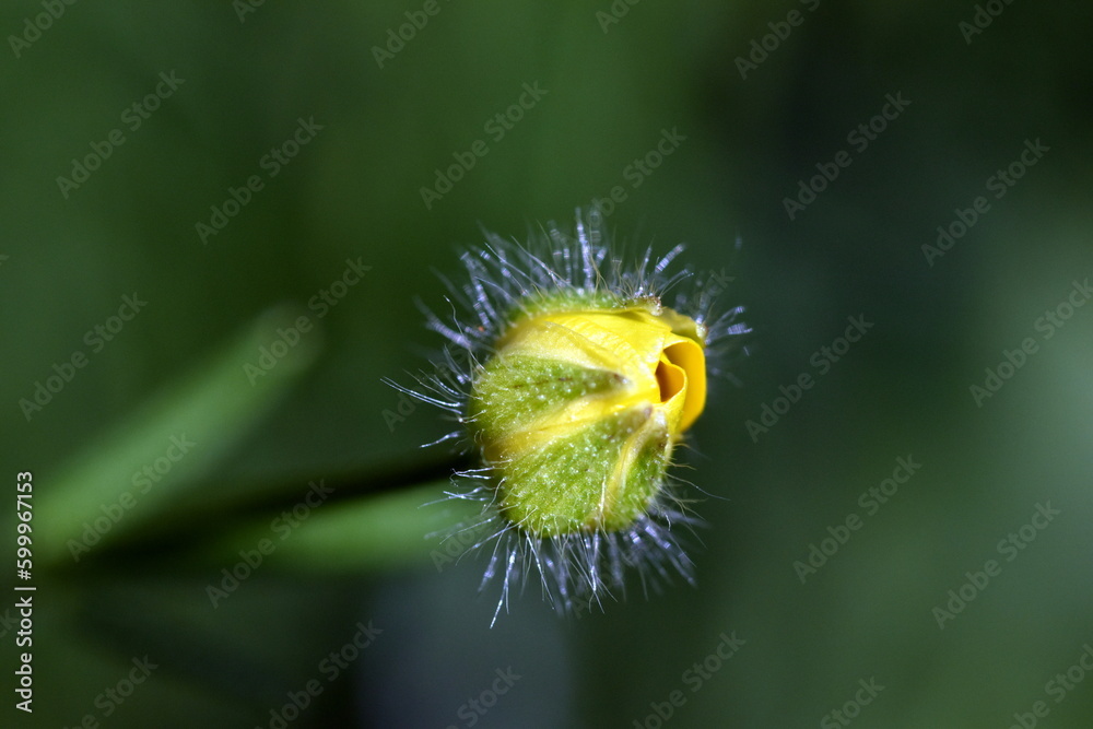 Gelbe Knospe einer Butterblume Gelbe Knospe einer Butterblume
