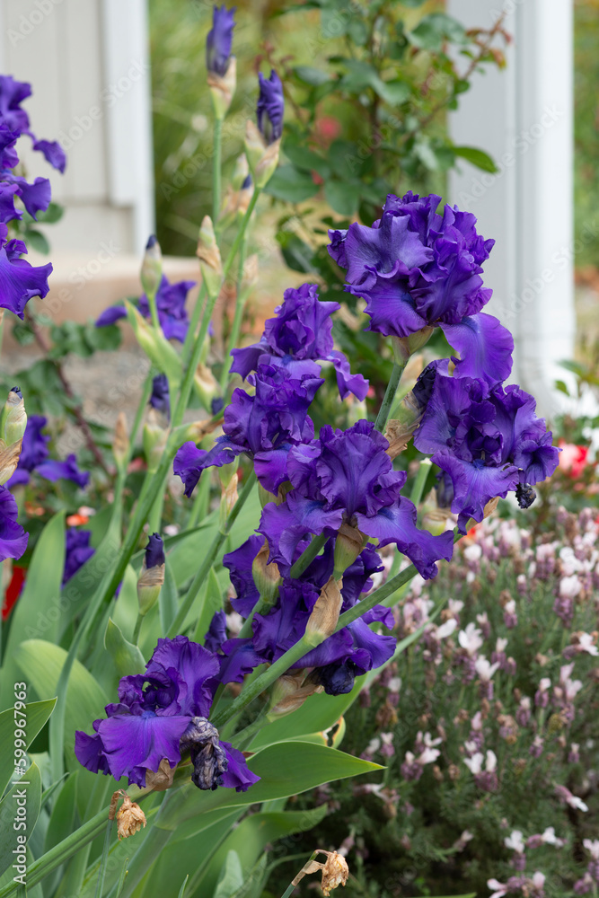 Obraz premium Cluster of Purple Iris Flowers