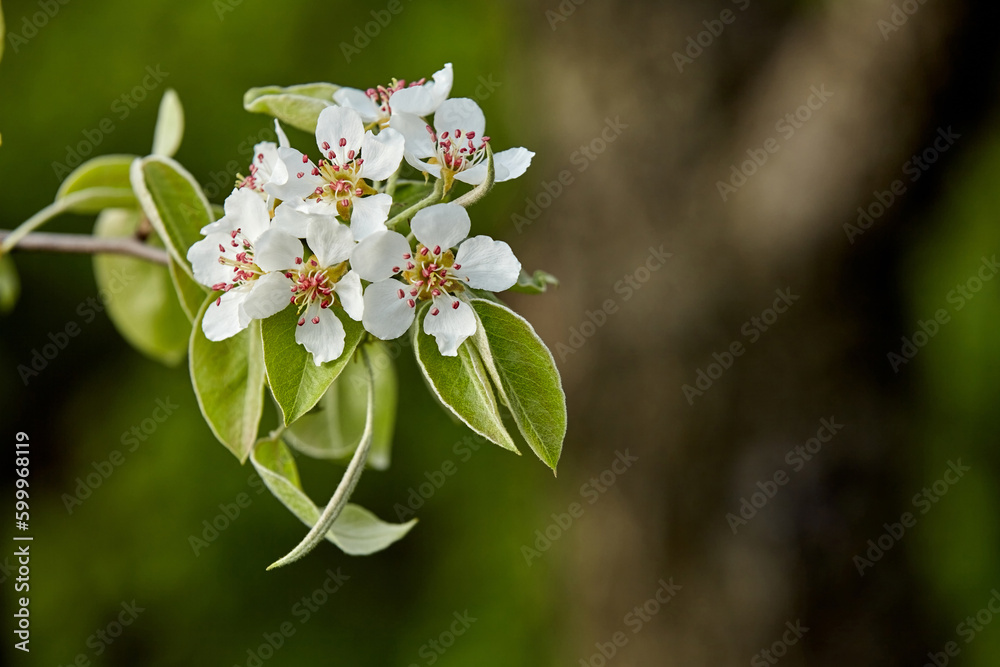 A pear tree branch with blooming white flowers in spring on a blurry green background