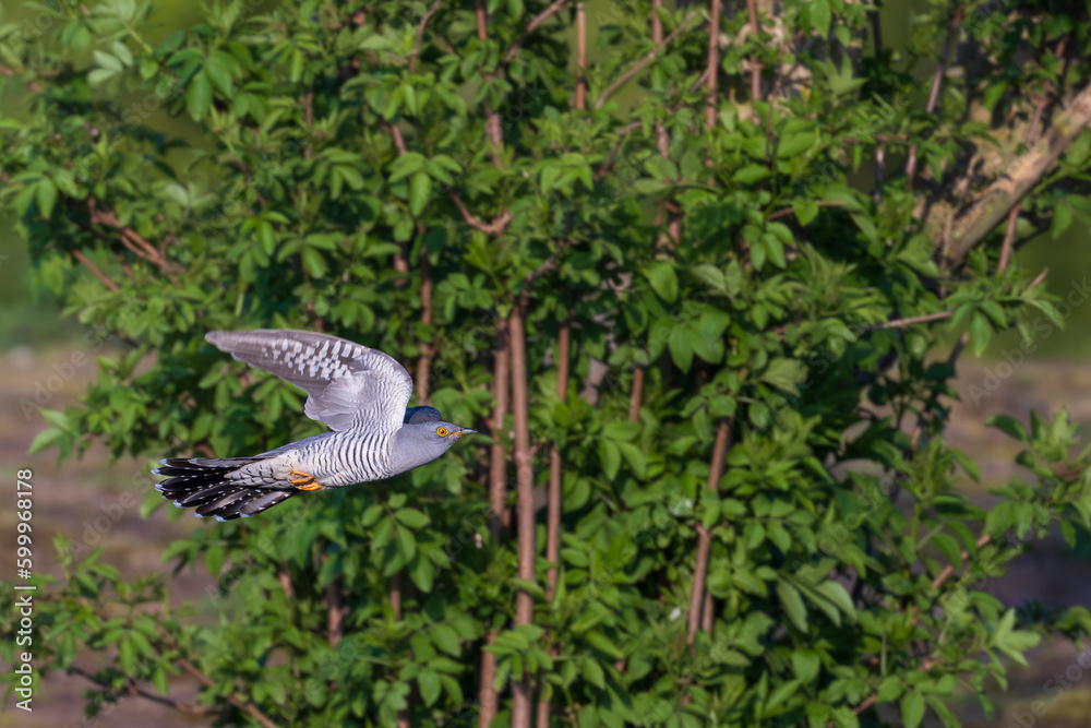 Cuckoo in flight Cuckoo in flight