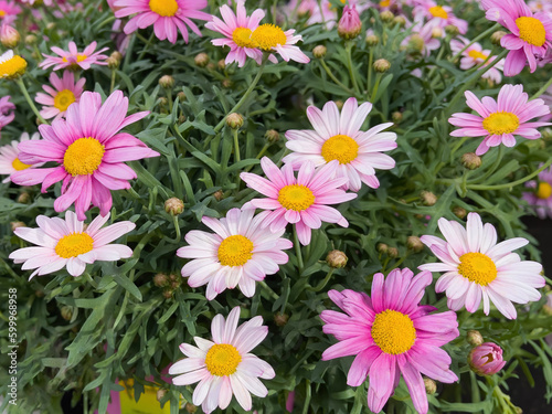 Blooming daisies  marguerite flowers  on a green background.