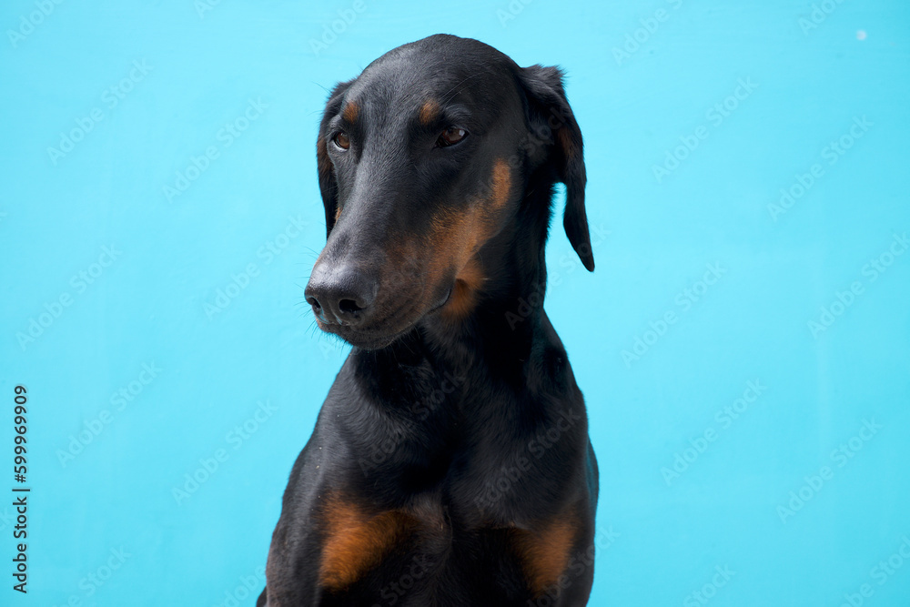 Doberman Pinscher Dog Dobe portrait - obrazy, fototapety, plakaty 