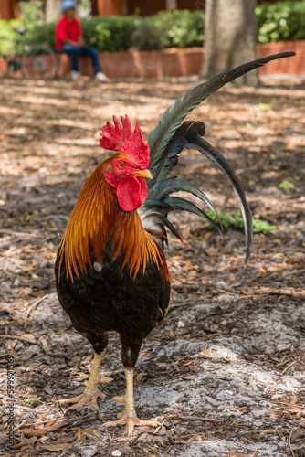 Ybor City, Tampa, FL, US-April 23, 2023: Domesticated chickens and roosters wander freely in this historic neighborhood which is considered a bird sanctuary. photo