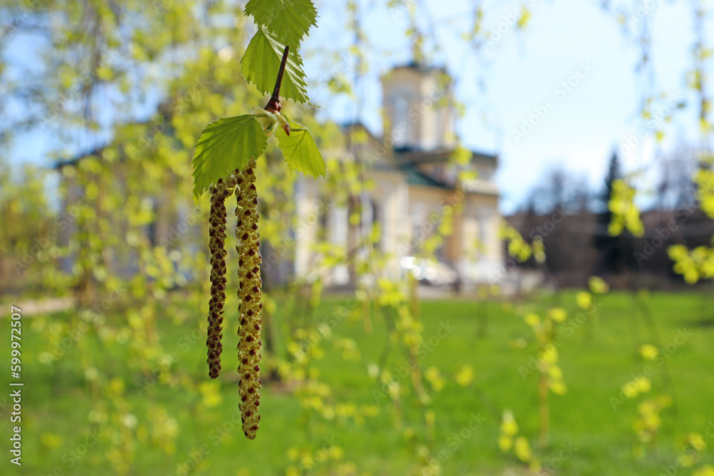 Fototapeta premium Spring awakening: blossoming birch branch against the background of churches, close-up