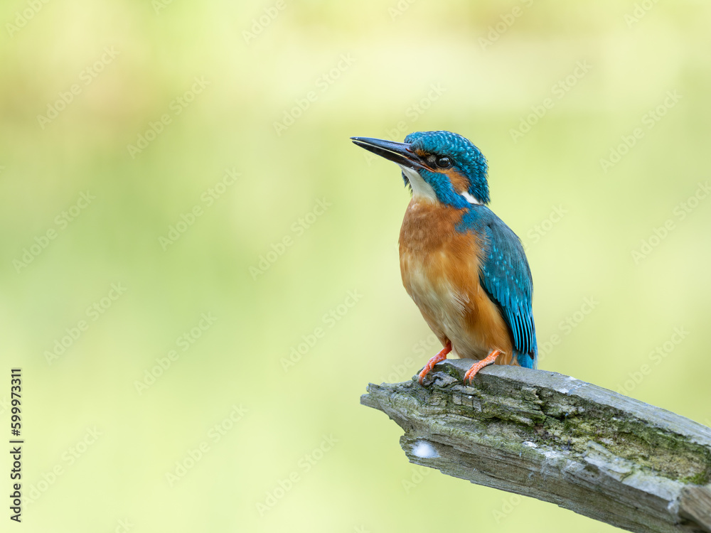 Fototapeta premium Beautiful nature scene with Common kingfisher (Alcedo atthis). Wildlife shot of Common kingfisher (Alcedo atthis) on the branch. Common kingfisher (Alcedo atthis) in the nature habitat.