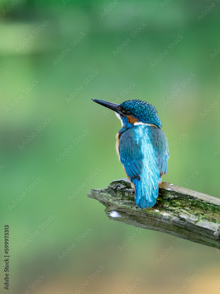 Beautiful nature scene with Common kingfisher (Alcedo atthis). Wildlife shot of Common kingfisher (Alcedo atthis) on the branch. Common kingfisher (Alcedo atthis) in the nature habitat. Beautiful nature scene with Common kingfisher (Alcedo atthis). Wildlife shot of Common kingfisher (Alcedo atthis) on the branch. Common kingfisher (Alcedo atthis) in the nature habitat.