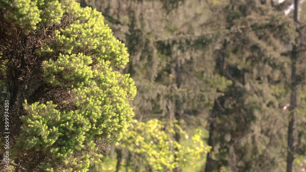 Coniferous trees in the city park in spring Coniferous trees in the city park in spring