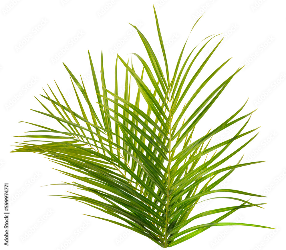 Tropical palm leaf. Isolate on white background Tropical palm leaf. Isolate on white background