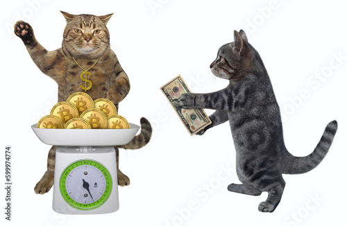 Cat gray buying bitcoin coins