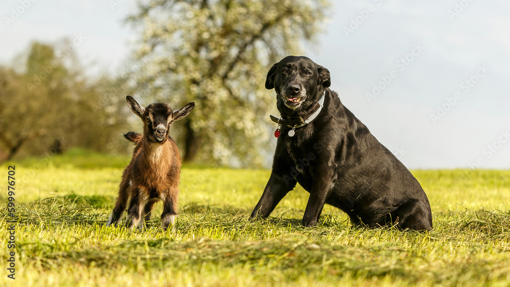 Animal friends: An elderly black labrador dog and a cute little kid goat on a meadow in spring outdoors Animal friends: An elderly black labrador dog and a cute little kid goat on a meadow in spring outdoors