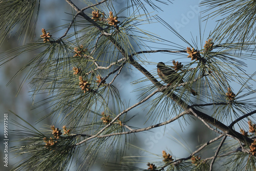 Bird In Pine Tree