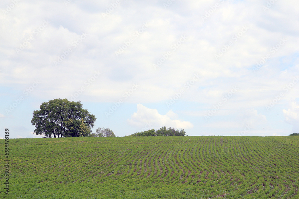 Countryside landscape with plowed and sown fields and trees under the sky with clouds in the vicinity of the village of Royak in Bulgaria
Countryside landscape with plowed and sown fields and trees under the sky with clouds in the vicinity of the village of Royak in Bulgaria