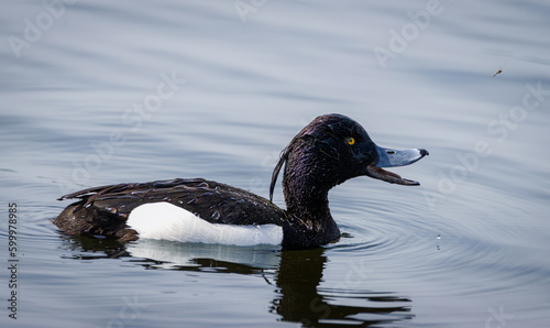 Tufted duck adult male swims close-up portrait. Tufted duck male is black except for white flanks and a blue-grey bill with gold-yellow eyes, along with a thin crest on the back of its head.   © Mariia