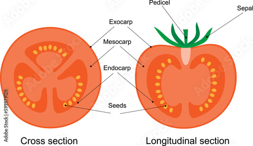 Diagram of a tomato fruit. Cross and longitudinal section.