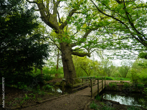 path in the woods