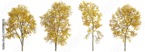 Set of 4 autumn large and medium Ash Fraxinus trees isolated png on a transparent background perfectly cutout photo
