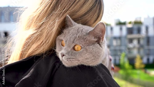  The Gray Cat Hug