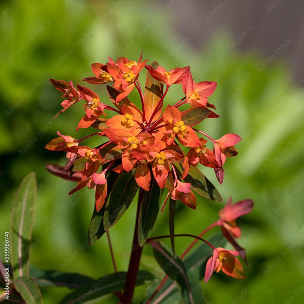 Closeup of flowers of Euphorbia griffithii 'Dixter' in a garden in Spring Closeup of flowers of Euphorbia griffithii 'Dixter' in a garden in Spring