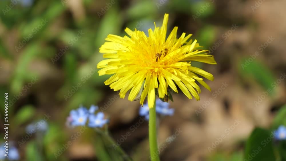 Grows in meadows, near roads, in fields, parks, gardens. Grows in meadows, near roads, in fields, parks, gardens.