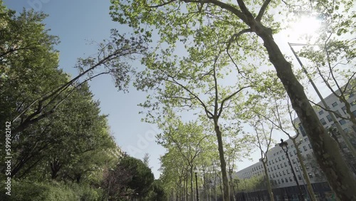 Destellos del sol a través de las hojas de los árboles en la ciudad de Barcelona