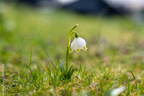 Single spring snowflake (Leucojum vernum) with green grass background