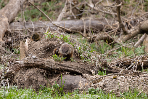 Woodchuck On A Down Tree In The Woods During Spring photo