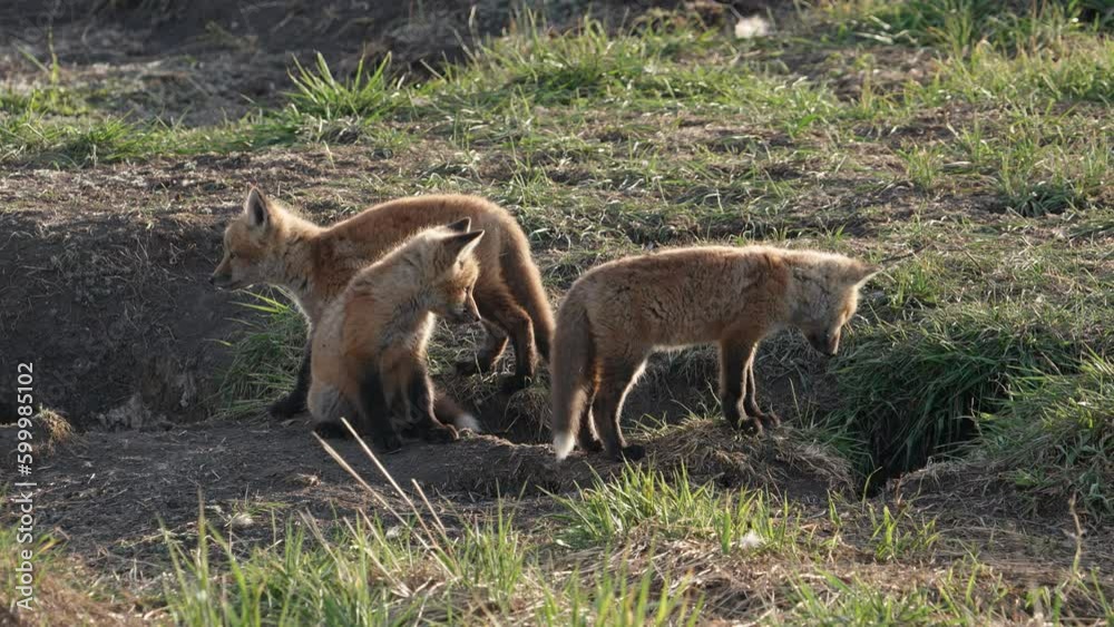 Young Red Fox kits standing outside of their den in the Utah wilderness. Young Red Fox kits standing outside of their den in the Utah wilderness.