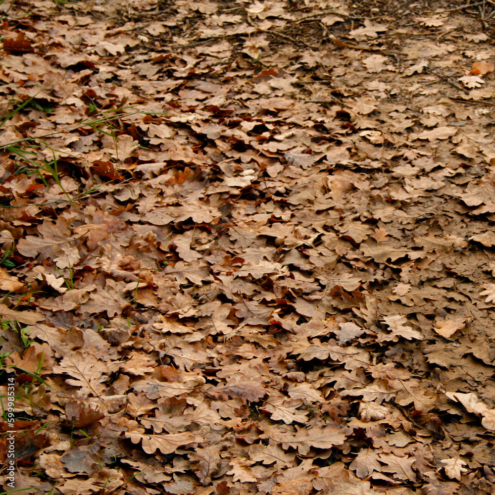 Natural background texture of dry autumn leaves on the ground