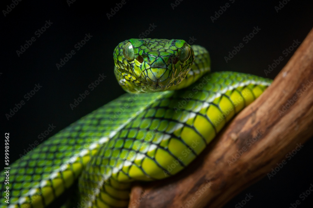 Portrait of a new species of green pit viper, Trimeresurus Calamitas native to nias Island of Indonesia with solid black background Portrait of a new species of green pit viper, Trimeresurus Calamitas native to nias Island of Indonesia with solid black background