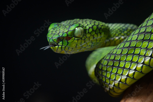Portrait of a new species of green pit viper, Trimeresurus Calamitas native to nias Island of Indonesia with solid black background
