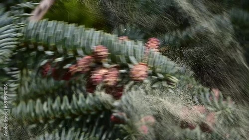 Slow motion footage of pollen from a fir tree being dispersed by the wind
