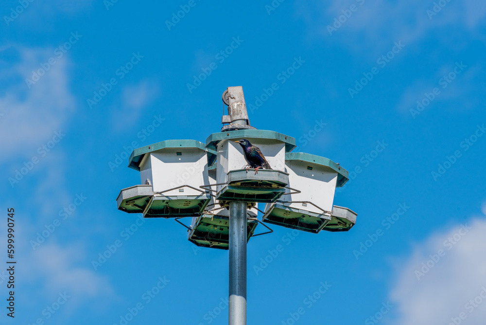 A Common Starling Perched On A Birdhouse In Spring A Common Starling Perched On A Birdhouse In Spring