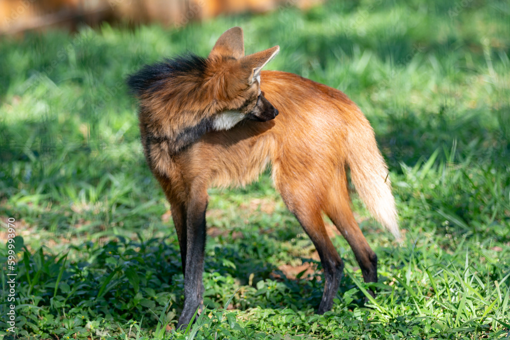 Guará wolf (Chrysocyon brachyurus) one of the rarest wolves in the ...