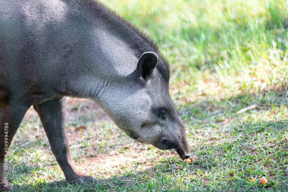 Brazilian Tapir (Tapirus terrestris) grazing alone in selective focus Brazilian Tapir (Tapirus terrestris) grazing alone in selective focus