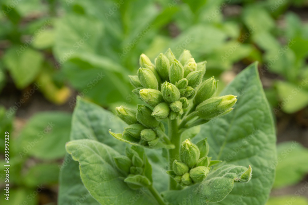 Green tobacco flower bud when spring season on garden field. The photo is suitable to use for garden field content media, nature poster and farm background. Green tobacco flower bud when spring season on garden field. The photo is suitable to use for garden field content media, nature poster and farm background.