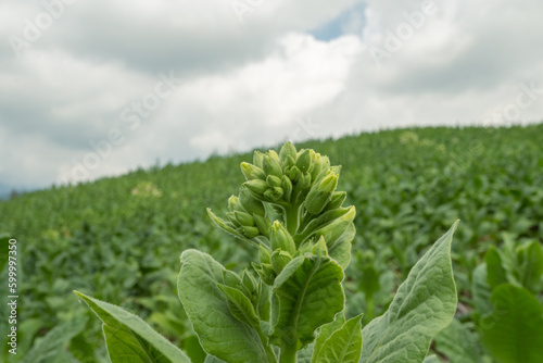 Green tobacco flower bud when spring season on garden field. The photo is suitable to use for garden field content media, nature poster and farm background.