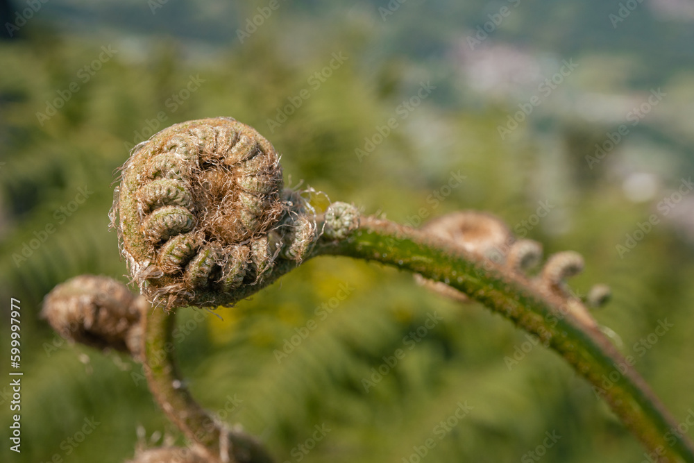 Fern leaf bud on the mountain with blurry background. The photo is suitable to use for botanical nature background, fern content media and tropical poster. Fern leaf bud on the mountain with blurry background. The photo is suitable to use for botanical nature background, fern content media and tropical poster.