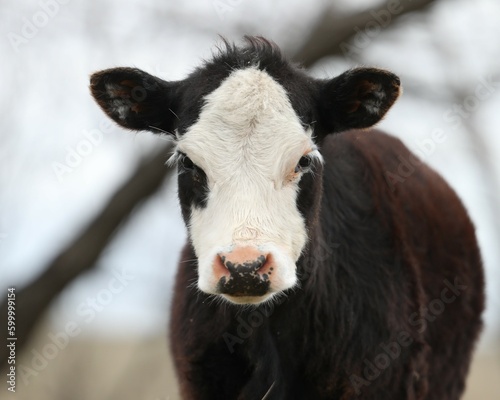 A Black Baldy Calf in a Pasture in South Central Oklahoma