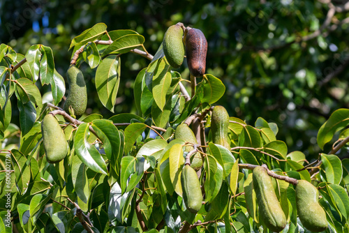 Jatobá fruits (Hymenaea courbaril), in selective focus. typical brazilian fruits photo