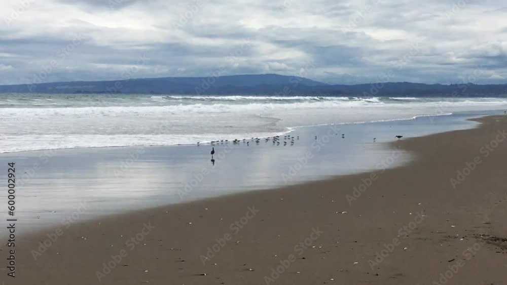 Handheld Sandpiper Birds Running Away From And Towards Ocean Waves On Beach With Cloudy Sky
Handheld Sandpiper Birds Running Away From And Towards Ocean Waves On Beach With Cloudy Sky
