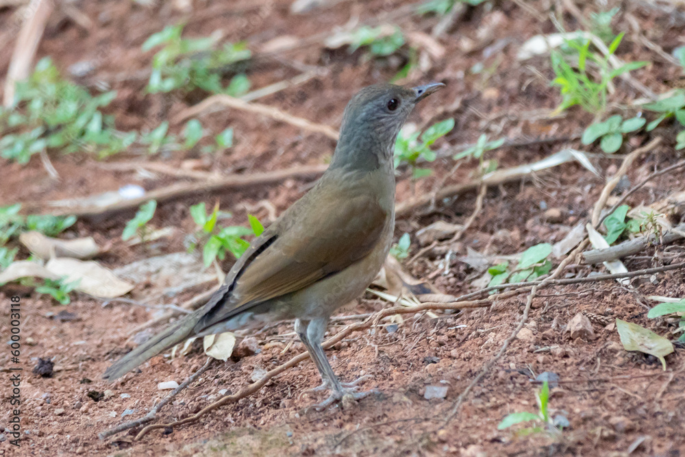 Obraz premium The barranco thrush is the most common thrush in the Brazilian cerrado. Known as barranqueira , capoeirão, gray-headed , rocket , white thrush, and brown thrush (Turdus leucomelas)