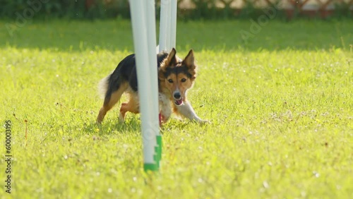 Slow Motion Border Collie Weaving Through Poles during Agility Training. Black and White Dog Running Through Slalom.