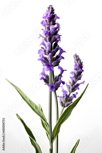 Lavenders blooming on white background  generative ai.