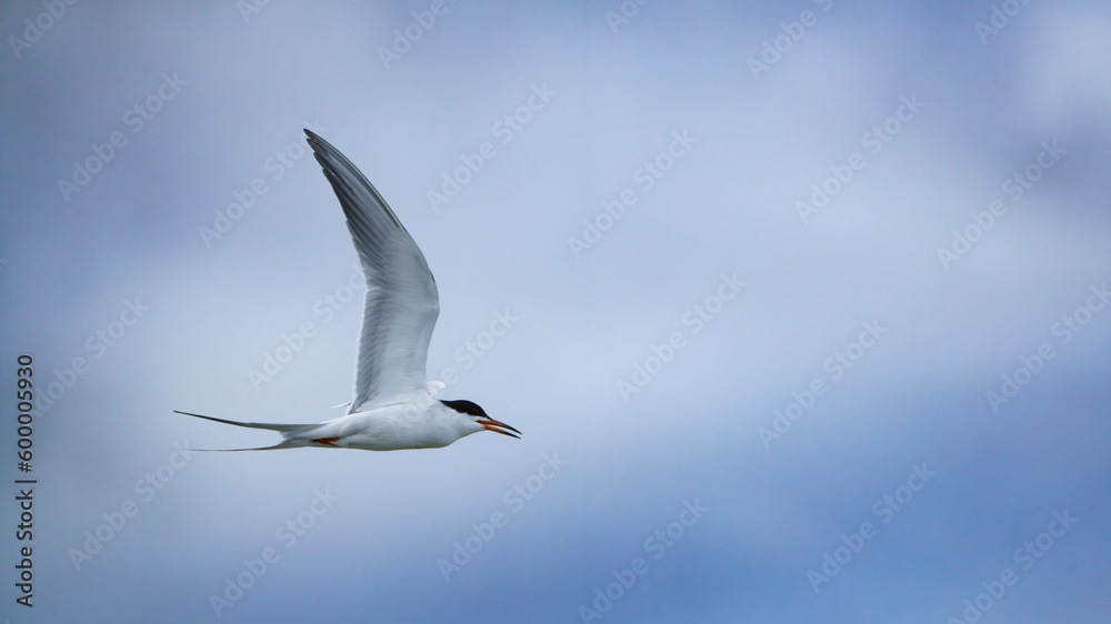 Fototapeta premium Forster's Tern