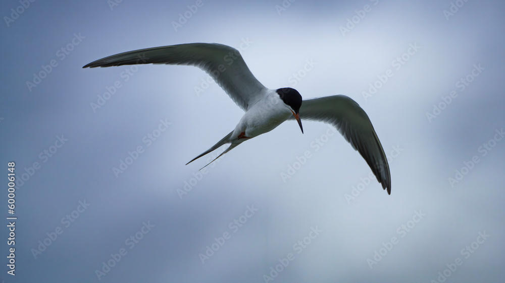 Naklejka premium Forster's Tern