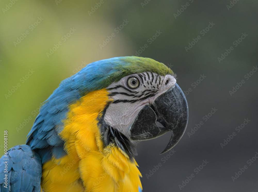 Blue and yellow macaw (Ara ararauna) an exotic bird