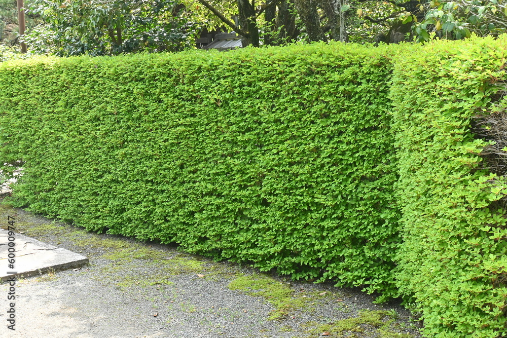 A hedge of Enkianthus perulatus.
It is a tree that can be admired all year round, with flowers blooming in spring, beautiful fresh greenery, and bright red leaves in autumn.