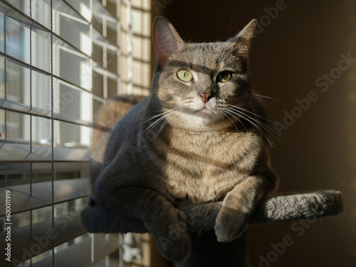 Cute Grey Cat Resting on a Cat Tower by the Window