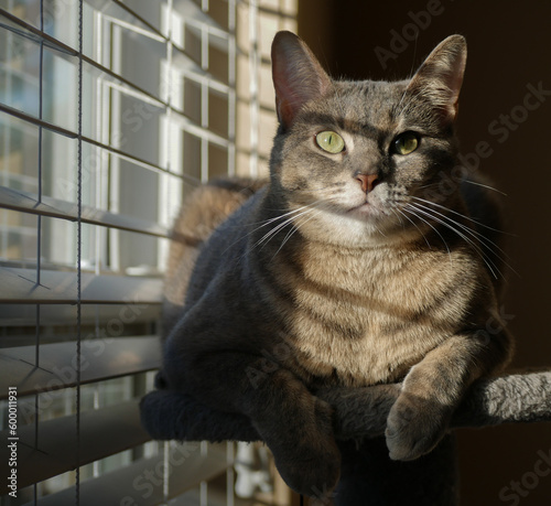 Cute Grey Cat Resting on a Cat Tower by the Window